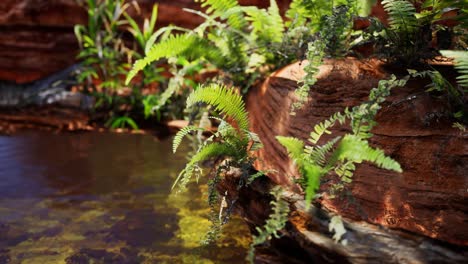 tropical golden pond with rocks and green plants