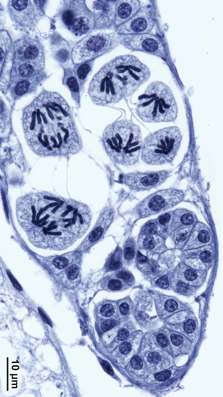 Vista microscopica della divisione cellulare vegetale nel tessuto dell'antera