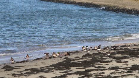 oystercatchers haematopus ostralegus and ducks on shoreline netherlands