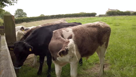 left to right pan of dairy cow cleaning itself behind a field gate in north yorkshire, england