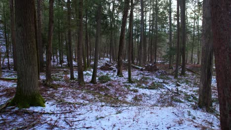 Secuencias-De-Video-Fluidas-Deslizándose-A-Través-De-Un-Hermoso-Bosque-De-Pinos-Nevados-En-Invierno