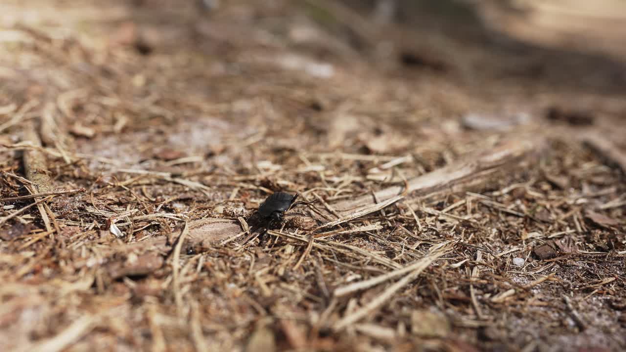 escarabajo negro en el suelo del bosque