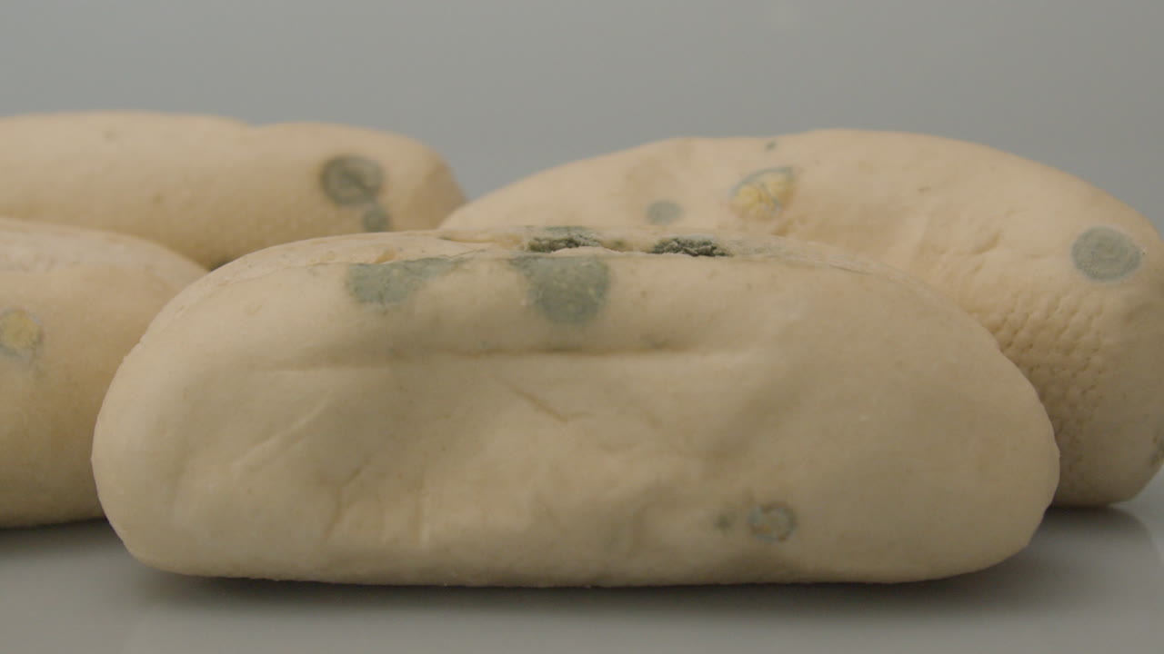 여러 조각의 빵에 있는 곰팡이 곰팡이의 가까운 인형