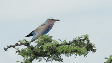 Rodillo-De-Pecho-Lila-Encima-De-La-Rama-De-Acacia,-Rascándose-La-Cabeza,-Cámara-Lenta,-Cielo-De-Fondo