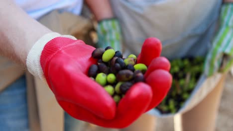 mid-section of couple holding olives in farm