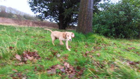 puppy-running-on-grass-in-the-rain-in-slow-motion-4K-60fps-in-Yorkshire-England