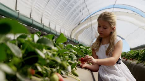 Mädchen-Untersucht-Erdbeeren-Auf-Dem-Bauernhof-4k