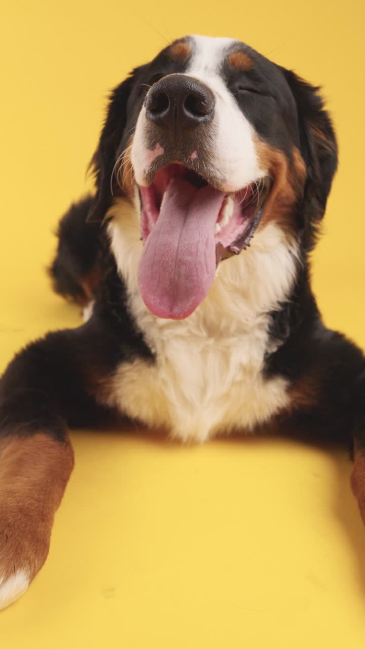 Happy Bernese Mountain Dog