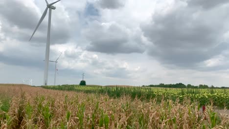 sunny day in the corn fields with wind turbines turning around in the background-3