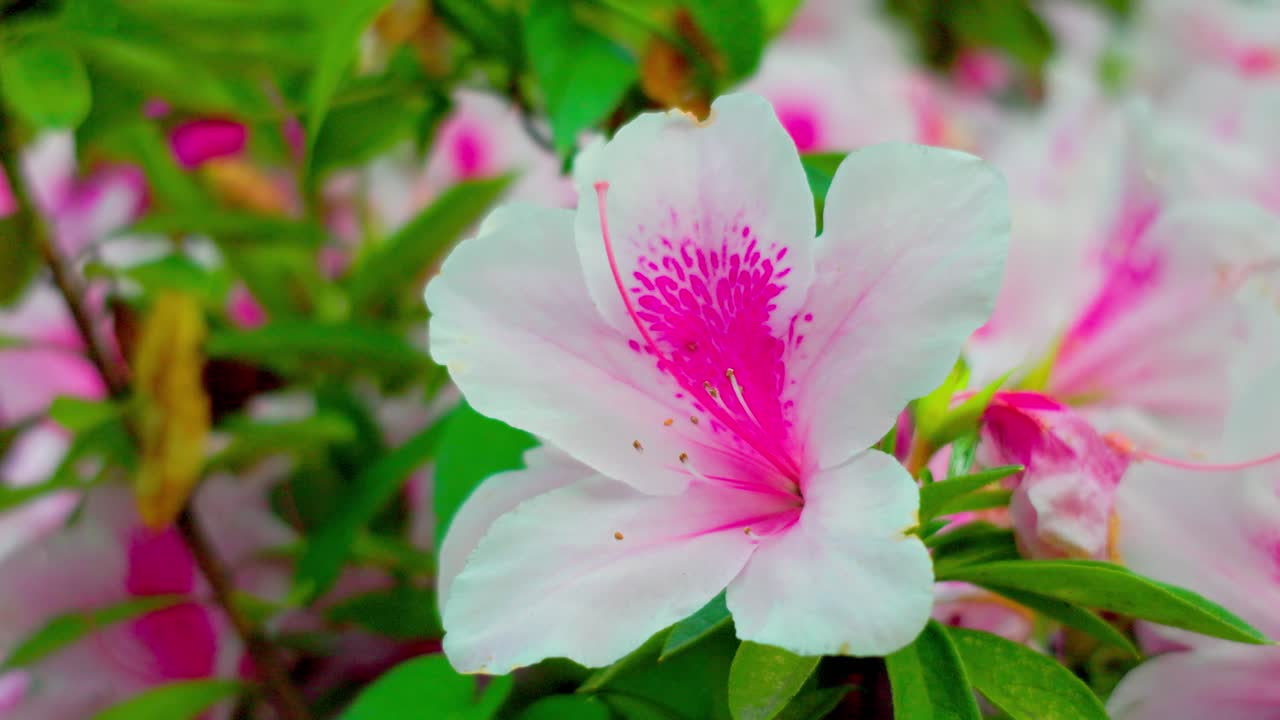 la mejor vista en yokohama