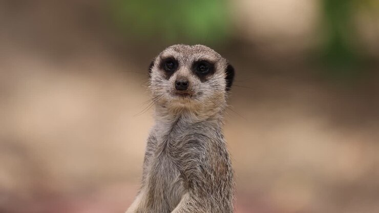 Meerkat stands alert, scanning environment for threats