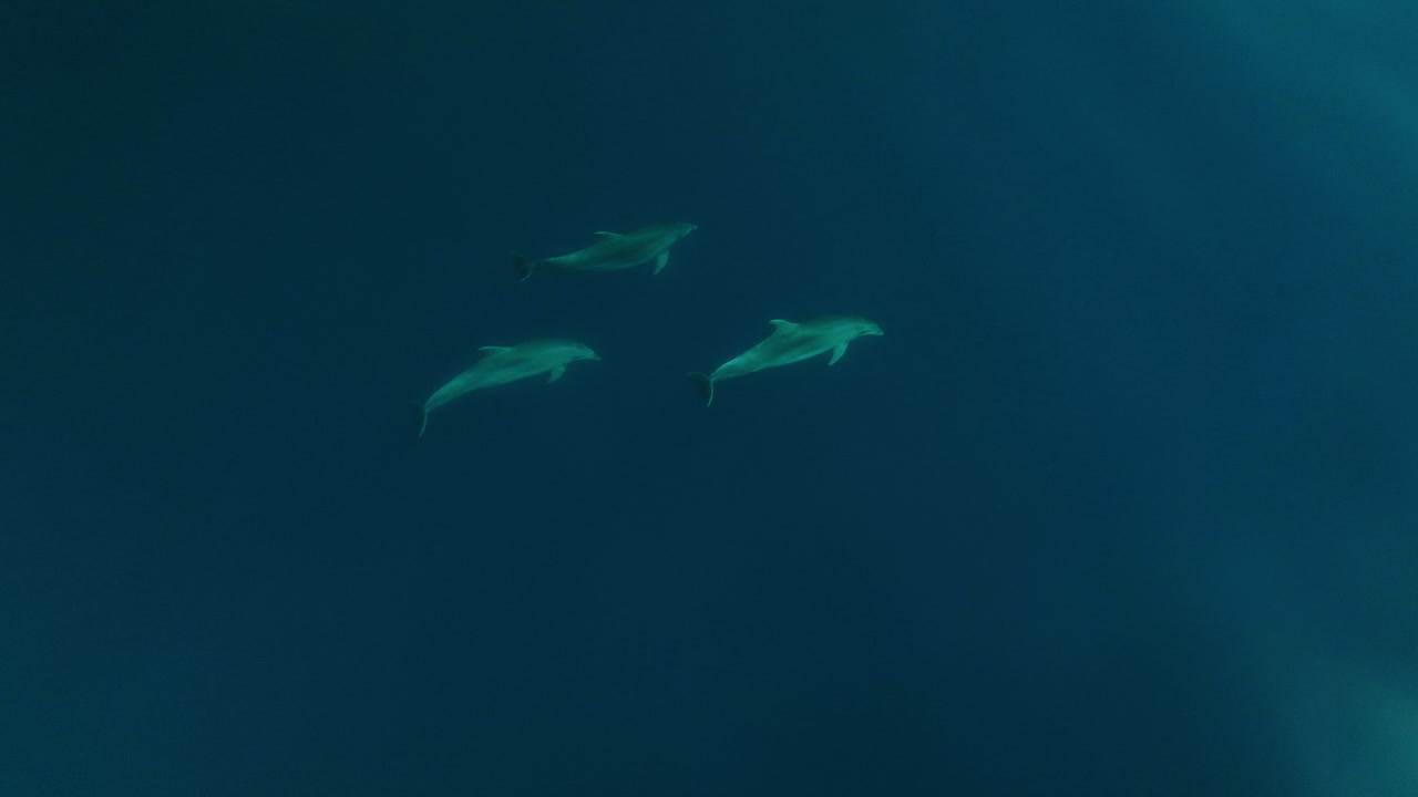 delfines nadando bajo las aguas azules del mar adriático en veli lošinj, croacia