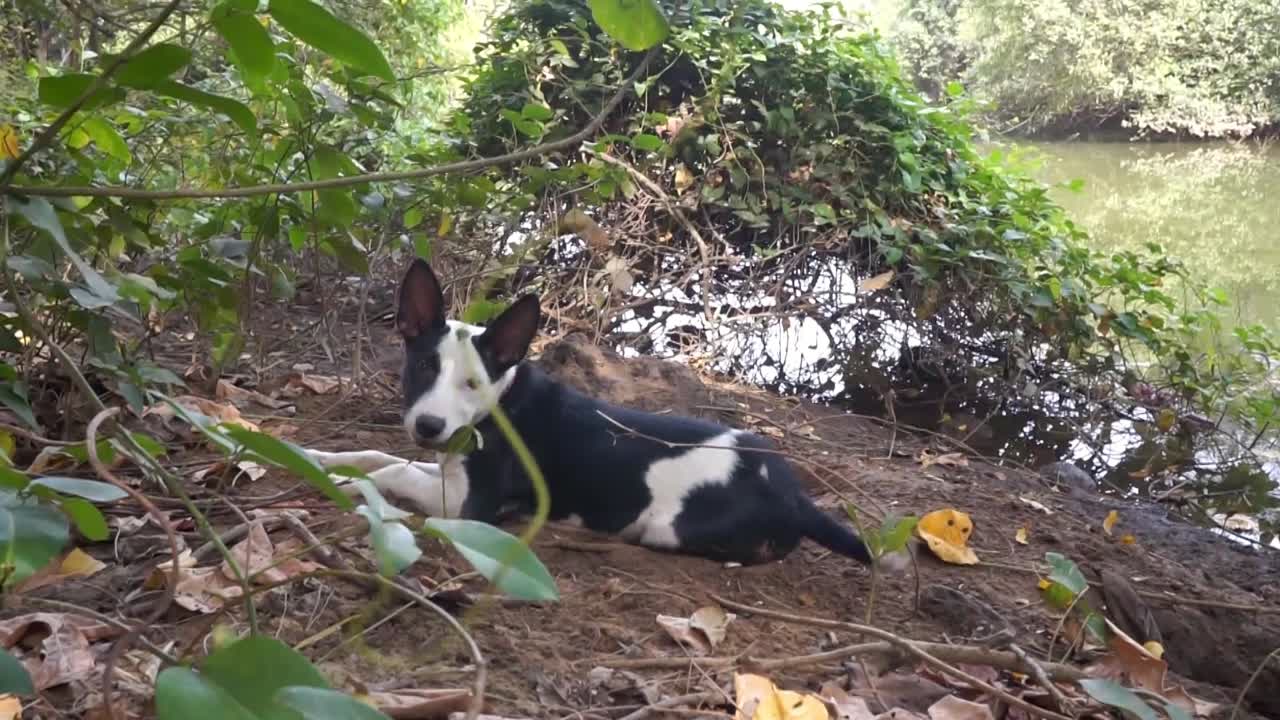 cachorro joven en la jungla junto al río