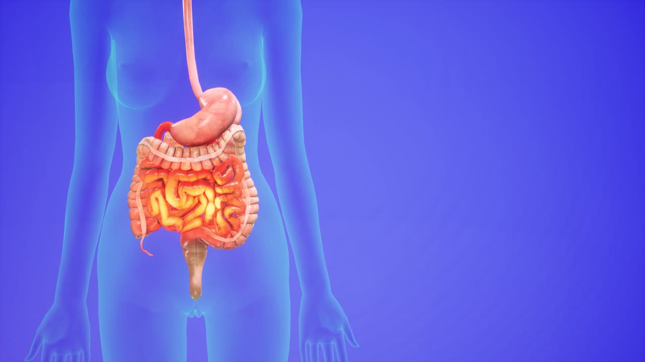 animación 3d anatómica del sistema digestivo. mostrando el cuerpo transparente, destacando el intestino y el estómago.