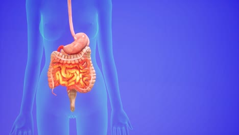 anatomical 3d animation of digestive system. showing the transparent body, highlighting the intestine and stomach.