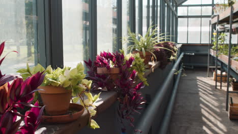 interior of a greenhouse