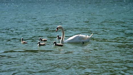 big swan family floats on a river