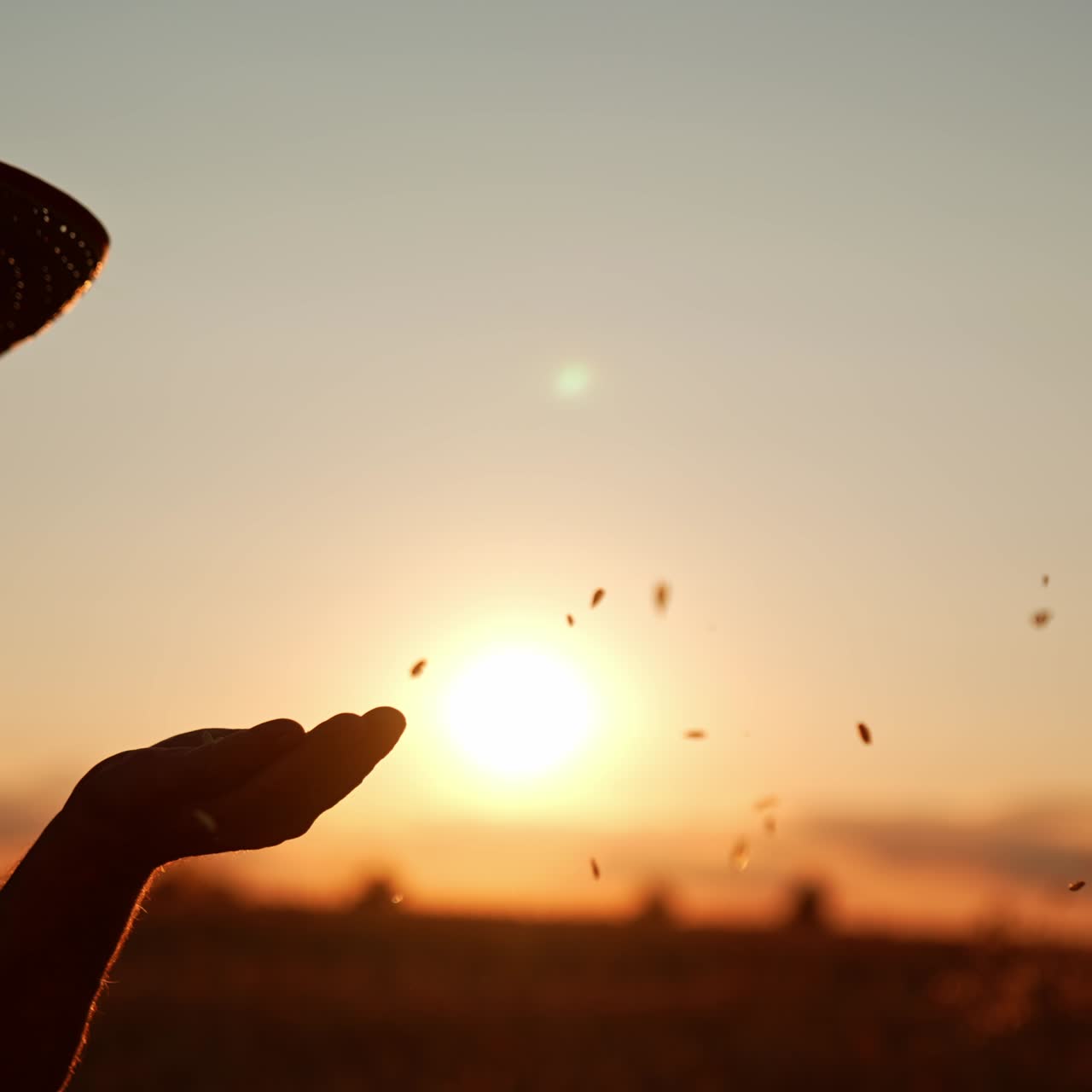 Hands of unrecognized man in a hat pouring grain from one hand to another. Farmer blows at corn to get rid of chaff. Sunset at backdrop