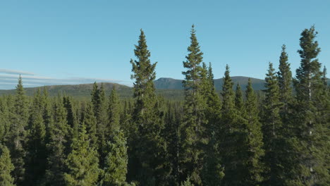 Incredible-drone-shot-flying-through-two-tall-trees-to-reveal-a-mountain-range-in-the-background