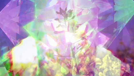 animation of glowing crystals over flowers on meadow