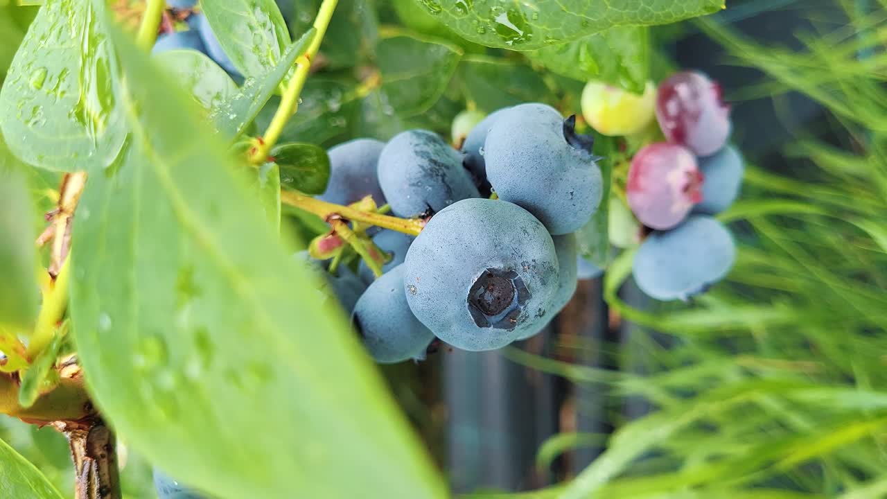 orgánica madura con bayas suculentas, justo lista para recoger, planta de arándanos que crece en un campo de jardín