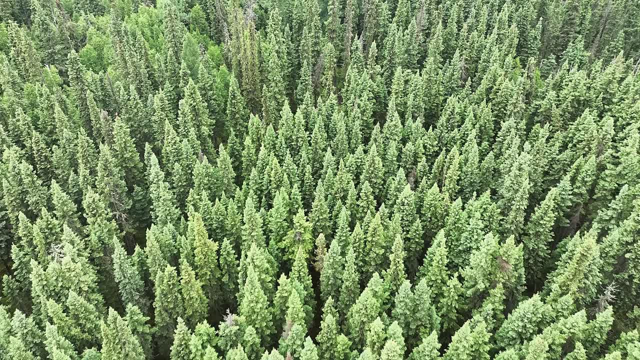 Drone flying over a lush green forest