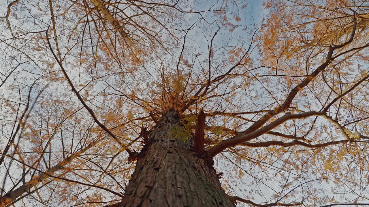 A breathtaking low-angle shot looking straight up the trunk of a tall deciduous tree towards its golden autumn and winter foliage