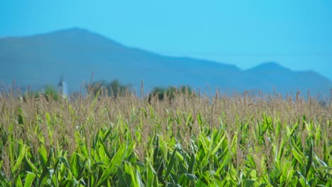 一片由風吹動的玉米植物田地,在陽光明<unk>的夏天早上,在山前