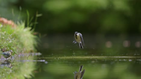 medium shot of a eurasian blue tit hovering over shallow water before landing and drinking