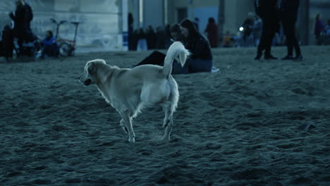 dog on the beach at night
