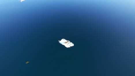 Amazing-aerial-shot-of-a-seal-sitting-on-a-small-piece-of-floating-ice-in-a-bay-near-snow-covered-mountains-reflecting-off-the-mirror-surface-of-the-calm-water