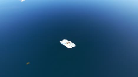 increíble toma aérea de una foca sentada en un pequeño pedazo de hielo flotante en una bahía cerca de montañas cubiertas de nieve que se reflejan en la superficie del espejo del agua tranquila