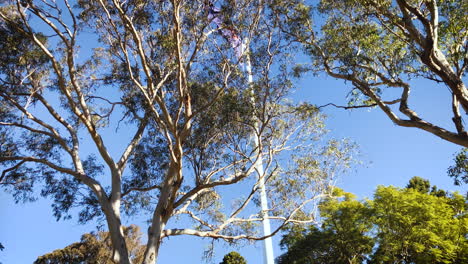 Low-shot-of-Australian-flag-waving-in-the-wind-through-the-trees