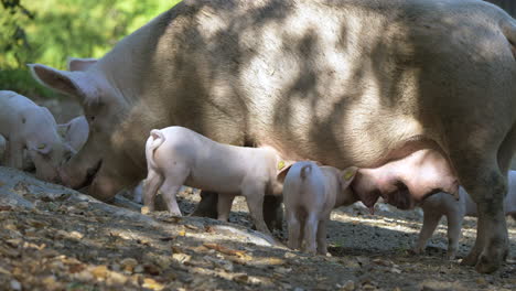 Nahaufnahme-Einer-Geschnittenen-Schweinefamilie,-Die-Auf-Dem-Land-Ruht,-Wobei-Ferkel-Aus-Dem-Euter-Trinken