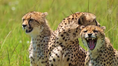 Slow-Motion-Shot-of-Group-of-Cheetahs-together-breathing-heavily-on-luscious-african-plain,-panting-in-bright-sunshine-,-African-Wildlife-in-Maasai-Mara,-Kenya,-Africa-Safari-Animals-in-Masai-Mara