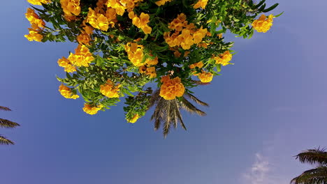 view of colourful yellow flowers and palm tree leaves in the clear blue sky landscape