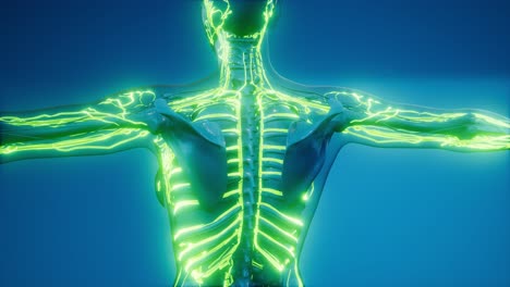 vasos sanguíneos del cuerpo humano