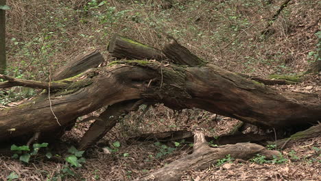 Un-árbol-Caído-Con-Una-Pequeña-Curva-Y-En-Proceso-De-Descomposición-Por-Naturaleza