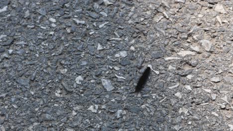 caterpillar crossing a textured surface.