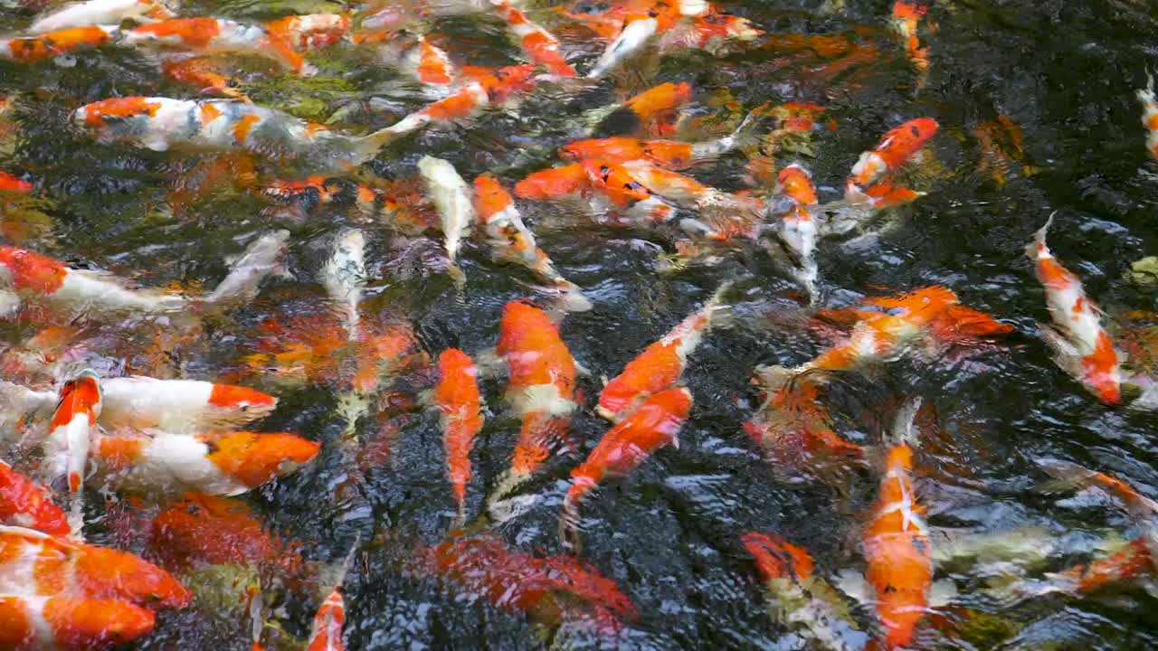 연못 에 있는 다채로운 화려 한 코이 물고기