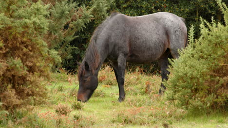 wide shot of a black new forest pony grazing, in a field in the new forest