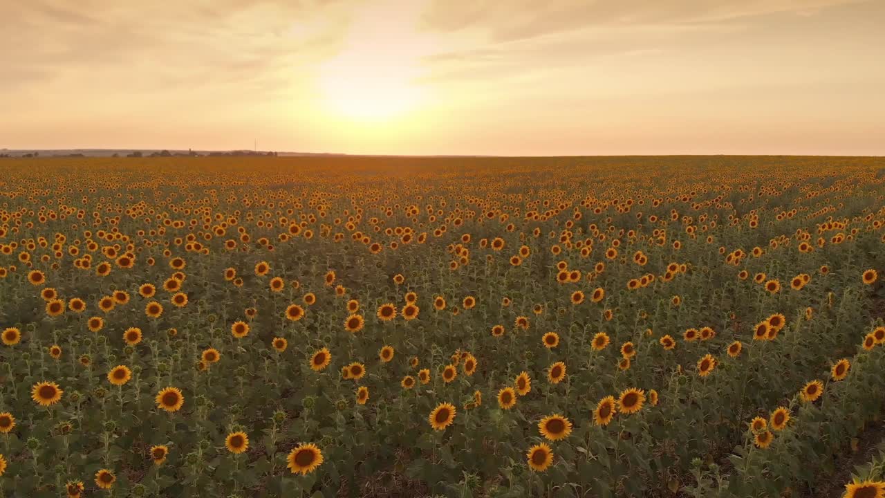 el campo de girasoles al atardecer