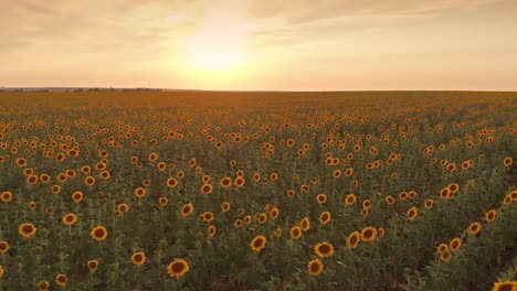 sunflower field on sunset