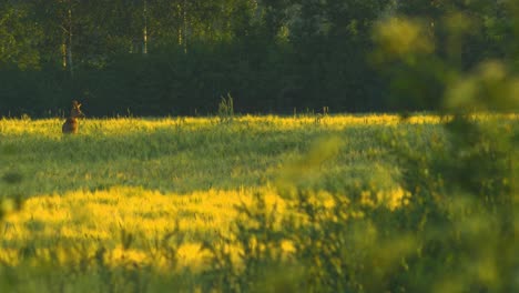 Wild-European-roe-deer-buck-eating-in-barley-field-in-sunny-summer-evening,-medium-shot-from-a-distance
