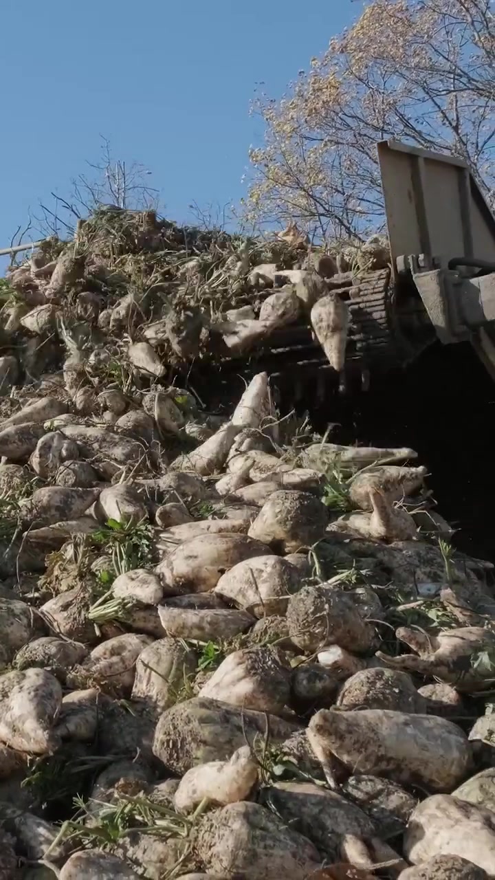Macchina raccoglitrice industriale che carica barbabietole da zucchero in un mucchio