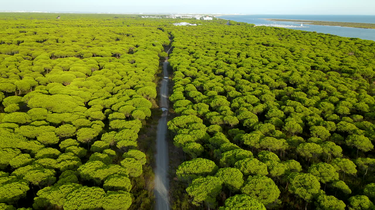вид с воздуха на приморский каменный сосновый лес картайя с проселочной грунтовой дорогой, рекой пьедрас и атлантическим океаном на заднем плане в уэльве, андалусия, испания, взлет беспилотника над
