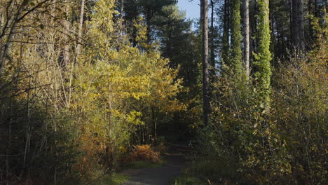 Moviéndose-Lentamente-A-Través-Del-Camino-De-Los-árboles-En-El-Bosque-Abierto