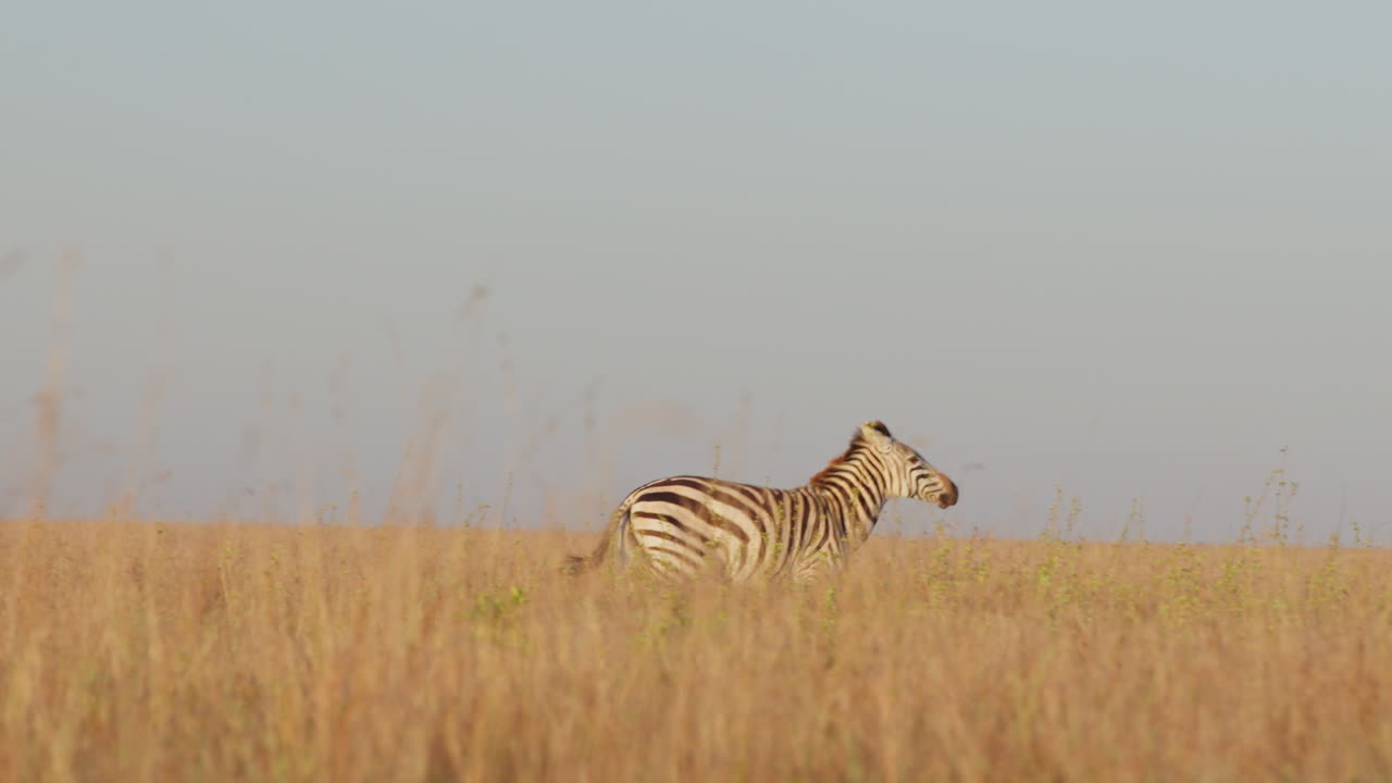 Zebra delle pianure che supera di corsa gli Orici Beisa a mezzogiorno