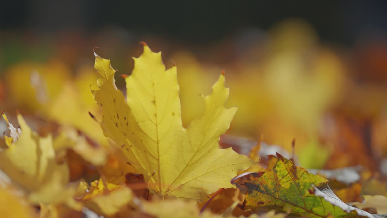 A vibrant yellow autumn maple leaf stands out among other fallen leaves, creating a warm seasonal close-up. Parallax shot, bokeh background.