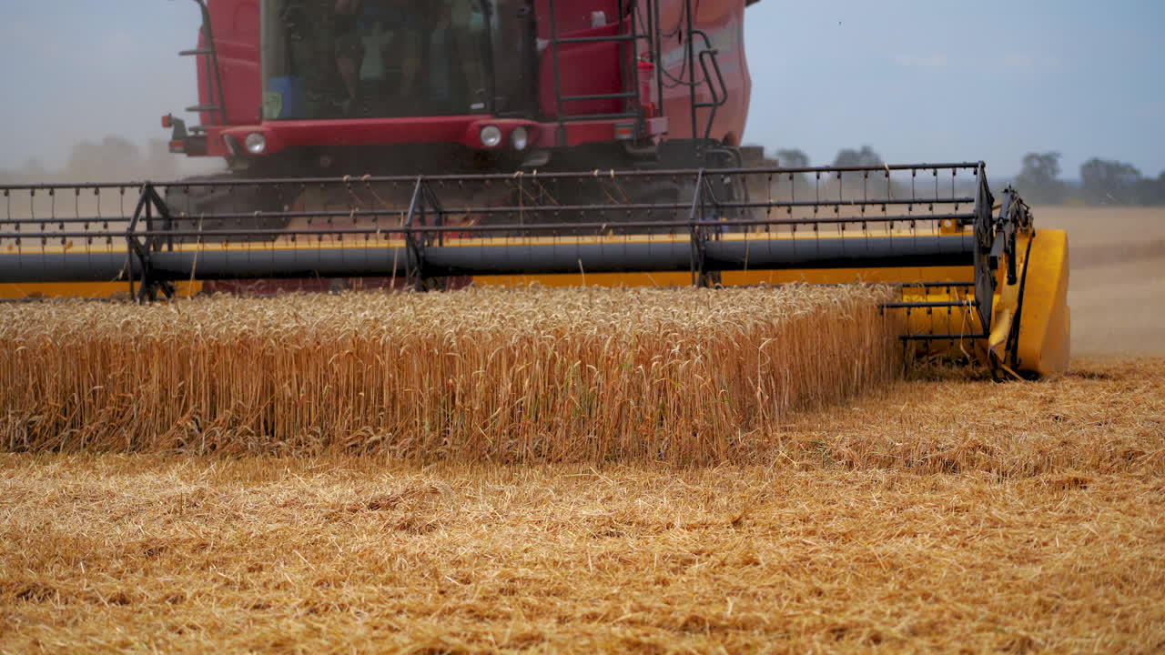 Harvesting wheat. Harvester machine working on field. Agriculture machine harvesting golden ripe wheat on field. Agricultural business.